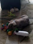 Penny liebt ihr Spielzeug